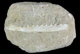 Enchodus Jaw Section with Teeth - Cretaceous Fanged Fish #111591-1